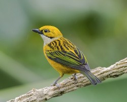 Tangara icterocephala