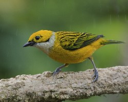 Tangara icterocephala