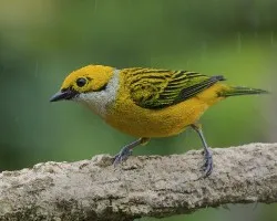 Tangara icterocephala