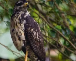 Buteo plagiatus
