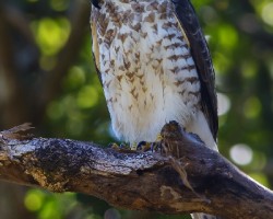 Buteo platypterus