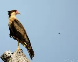 Caracara cheriway