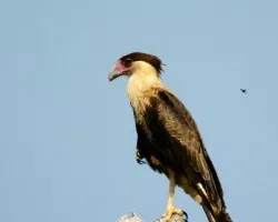 Caracara cheriway