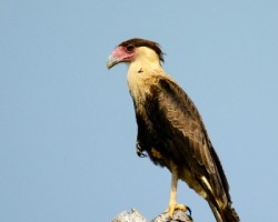 Caracara cheriway