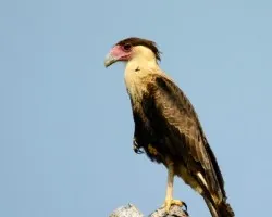 Caracara cheriway