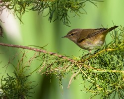 Phylloscopus trochilus