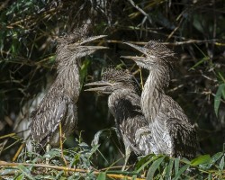 Nycticorax nycticorax