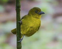 Chlorothraupis carmioli