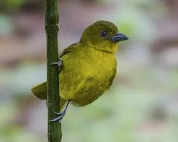 Chlorothraupis carmioli