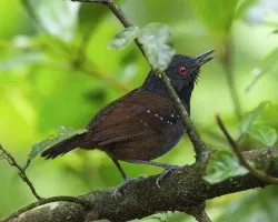 Myrmeciza laemosticta