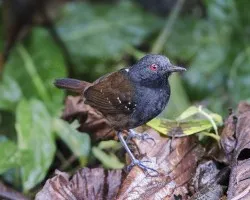 Myrmeciza laemosticta