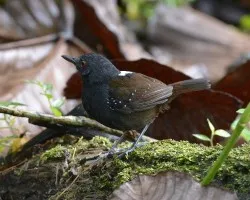 Myrmeciza laemosticta