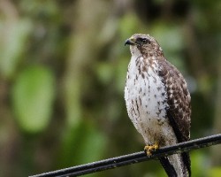 Buteo platypterus