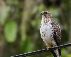 Buteo platypterus
