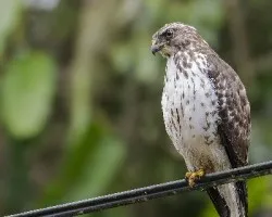 Buteo platypterus