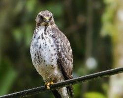Buteo platypterus