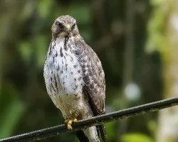 Buteo platypterus