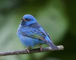 Dacnis cayana
