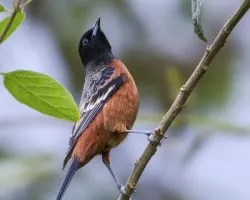 Icterus spurius
