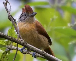 Thamnophilus doliatus