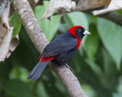 Ramphocelus sanguinolentus