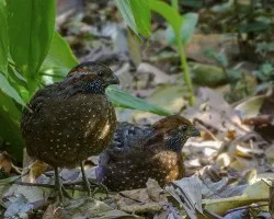 Odontophorus guttatus