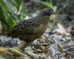 Odontophorus guttatus