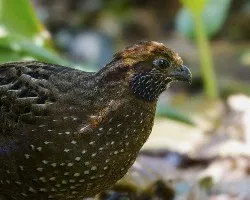 Odontophorus guttatus