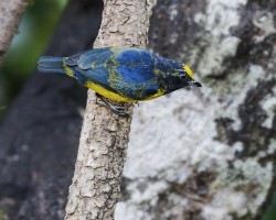 Euphonia imitans