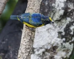Euphonia imitans