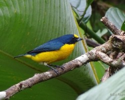 Euphonia hirundinacea