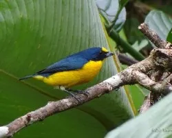 Euphonia hirundinacea