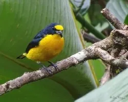 Euphonia hirundinacea