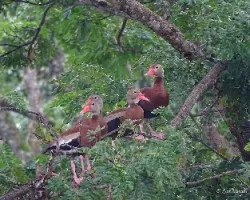 Dendrocygna autumnalis