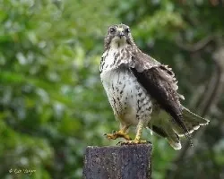 Buteo platypterus