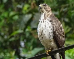 Buteo platypterus