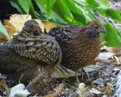 Odontophorus guttatus