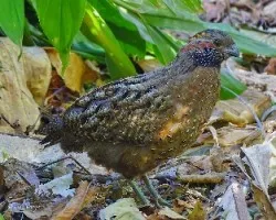 Odontophorus guttatus