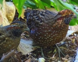 Odontophorus guttatus