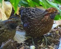 Odontophorus guttatus