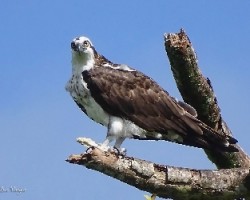 Pandion haliaetus