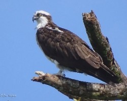 Pandion haliaetus