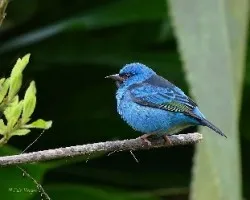 Dacnis cayana