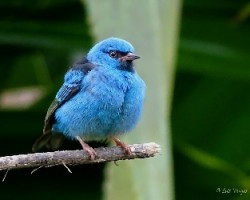 Dacnis cayana