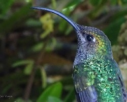 Campylopterus hemileucurus 