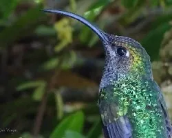 Campylopterus hemileucurus 