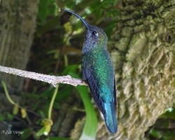 Campylopterus hemileucurus