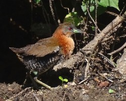 Laterallus albigularis