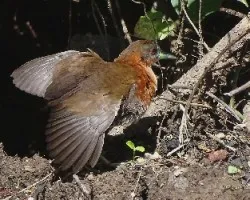 Laterallus albigularis