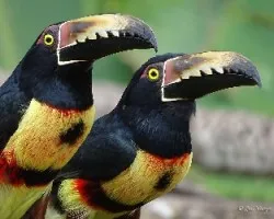 Pteroglossus torquatus